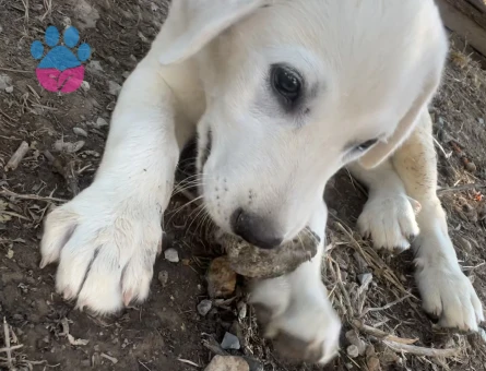 Akbaş Oğlumuza Bir Dişi Eş Arıyoruz