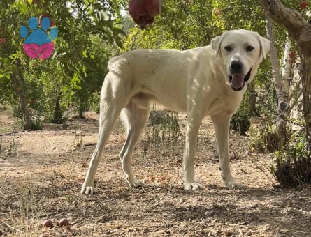 Akbaş Oğlumuza Bir Dişi Eş Arıyoruz