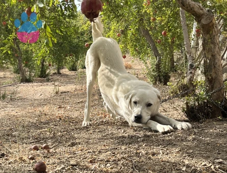 Akbaş Oğlumuza Bir Dişi Eş Arıyoruz