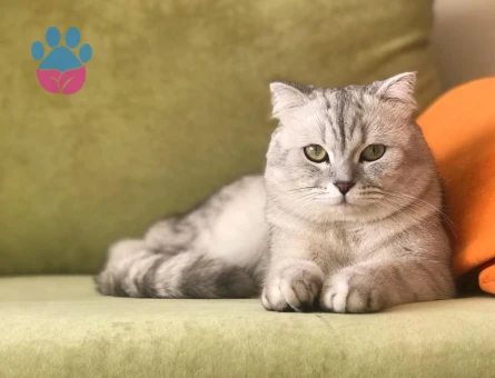 HÜNKARA DİŞİ EŞ ARIYORUM