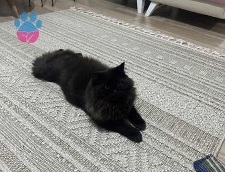 Chincihilla çiftleştirme