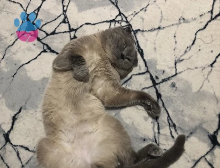 Scottish erkek 2,5 yaşında