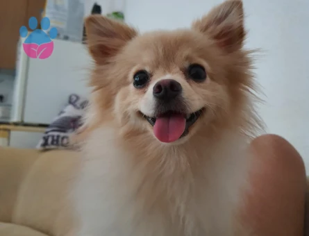 Leydi hanım eş arıyor