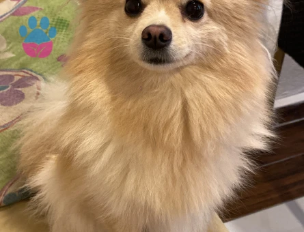 Leydi hanım eş arıyor