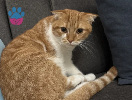 Sarman Kedime Eş Arıyorum