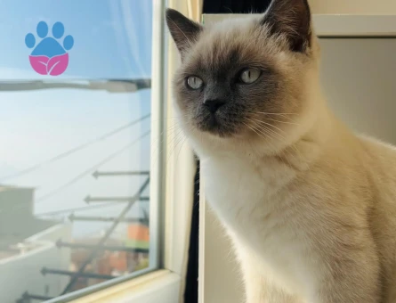 British Longhair Eş arıyorum oğluma