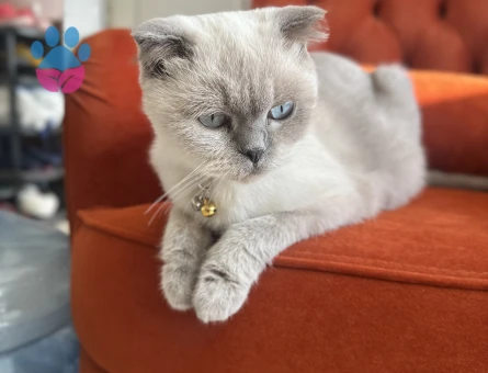 Dişi kedime eş arıyorum