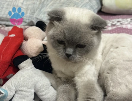 Dişi kedime eş arıyorum