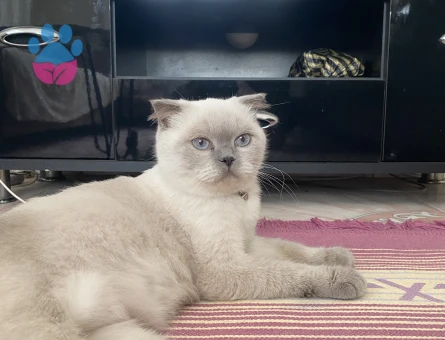 Dişi kedime eş arıyorum