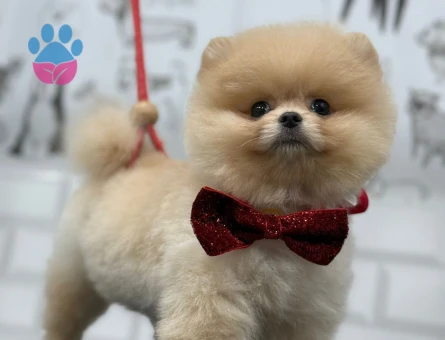 Pomeranian Boo köpeğime Çiftleştirme eş arıyorum