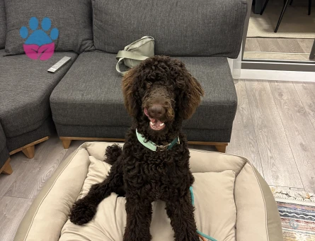 Toy Poodle Oğluma Eş Arıyorum