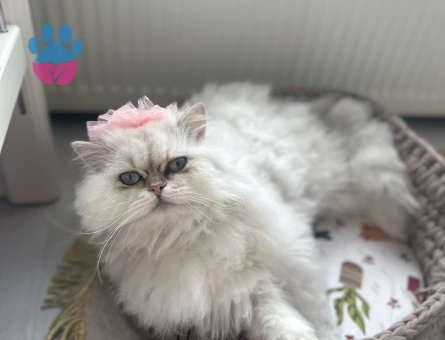 Acil Dişi Çiftleştirmek İçin Aranıyor