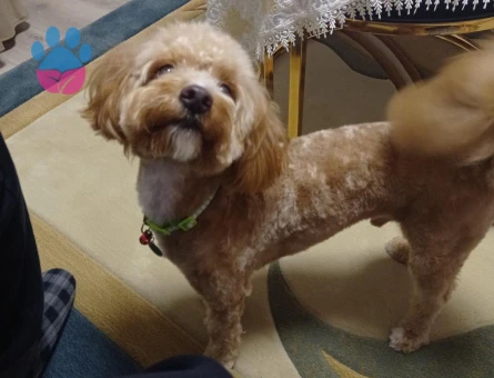 Maltipoo Erkek Köpeğime Eş Arıyorum