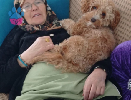 Maltipoo Erkek Köpeğime Eş Arıyorum