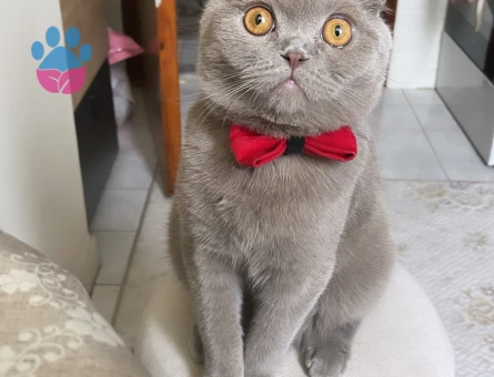 Scottish fold Erkek 1buçuk yaşında