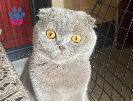 Scottish fold Erkek 1buçuk yaşında