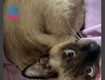 SAF KAN OĞLUMUZA EŞ ARIYORUZ