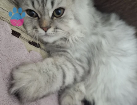 British longhair 8 Aylık Kedime Eş Arıyorum
