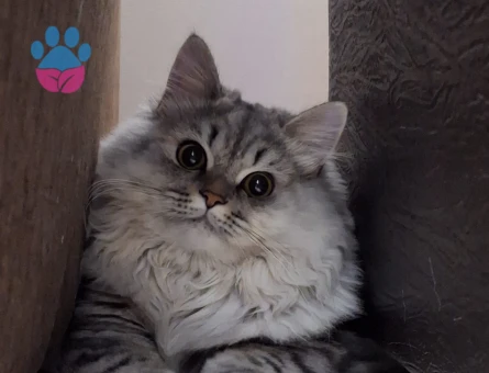 British longhair 8 Aylık Kedime Eş Arıyorum