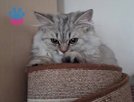 British longhair 8 Aylık Kedime Eş Arıyorum