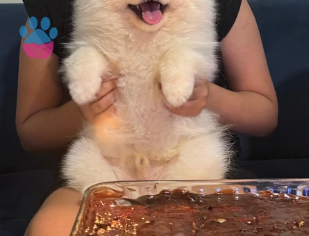 Erkek Po0merian boo köpeğimize dişi eş arıyoruz