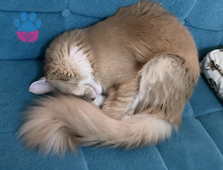 Orijinal safkan secereli Maine coon oğluma eş arıyoruz