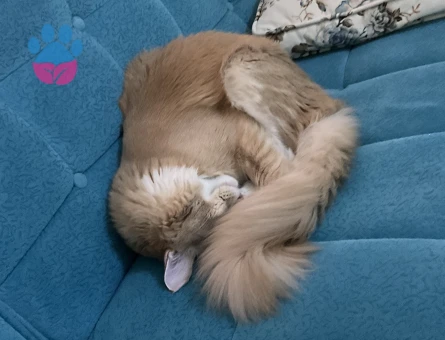 Orijinal safkan secereli Maine coon oğluma eş arıyoruz