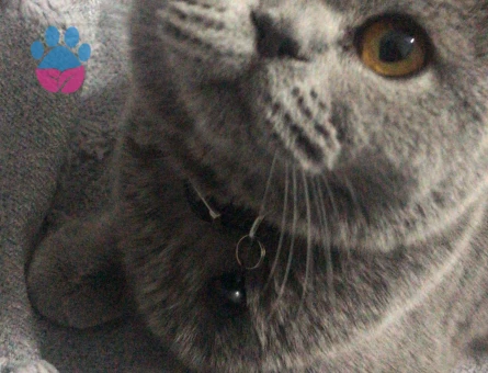 Kedim kızgınlıkta acil dişi kedi arıyorum