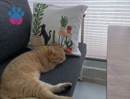 Tarçın beye eş arıyoruz