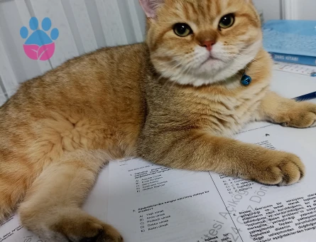 Tarçın beye eş arıyoruz