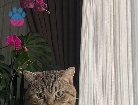 mars a eş arıyoruz