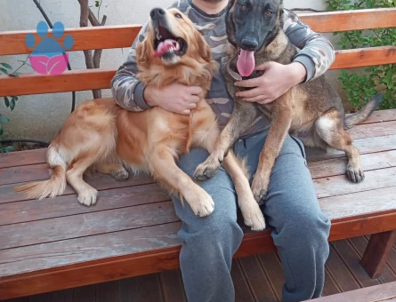 Belçika Kurdu Malinois