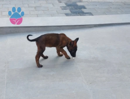Belçika Kurdu Malinois