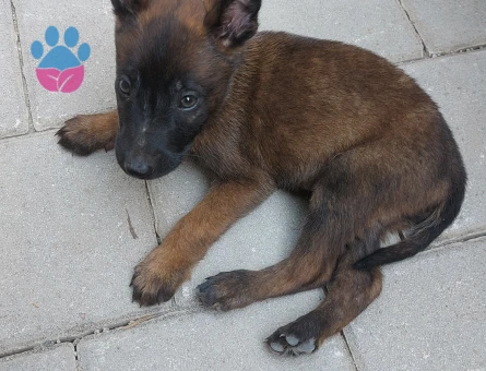 Belçika Kurdu Malinois
