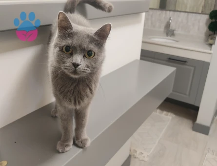 British Dişi Kedime Eş Arıyorum