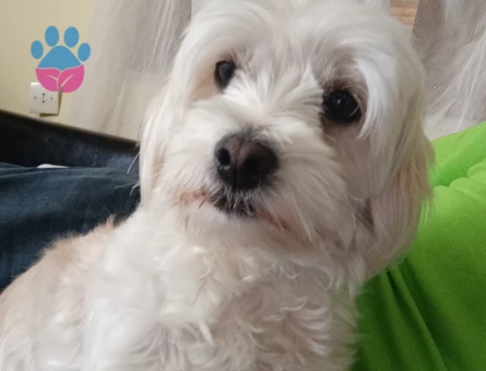 Maltese terrier Erkek Köpeğime Eş Arıyorum