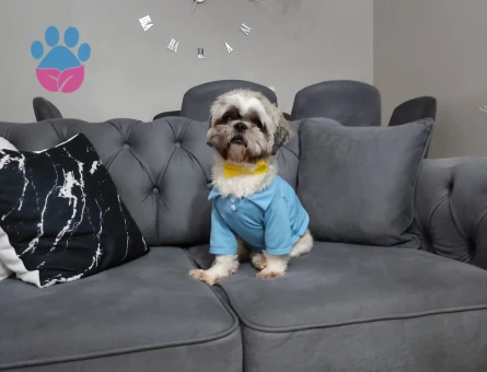 Shih Tzu Köpeğime Eş arıyoruz