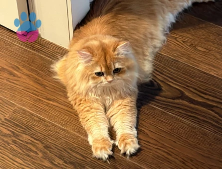 British longhair 1 Yaşında Kedim Eş Arıyor