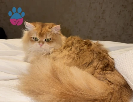 British longhair 1 Yaşında Kedim Eş Arıyor