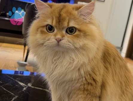 British longhair 1 Yaşında Kedim Eş Arıyor