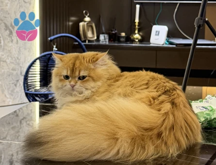 British longhair 1 Yaşında Kedim Eş Arıyor