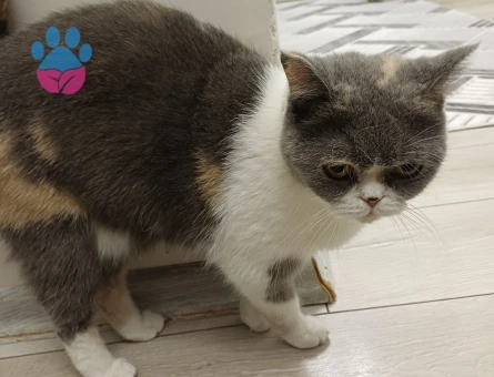 british shorthair ve iran kirmasi