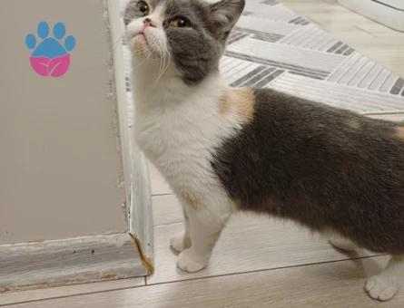 british shorthair ve iran kirmasi