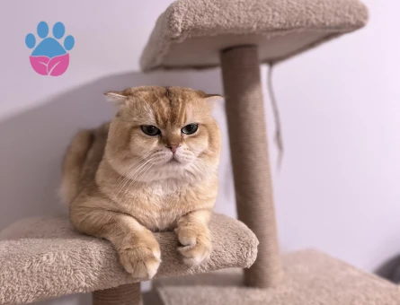Scottish Fold Oğluma Eş Arıyorum
