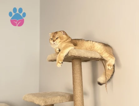 Scottish Fold Oğluma Eş Arıyorum