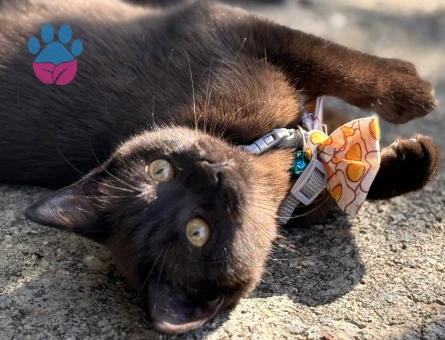 British kedimr Yakışıklı bir eş arıyoruz