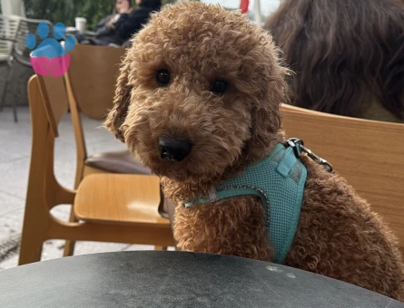 1 yaşında erkek poodle