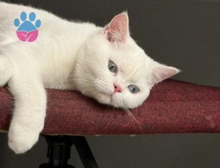 British Shorthair Oğlumuza eş arıyoruz