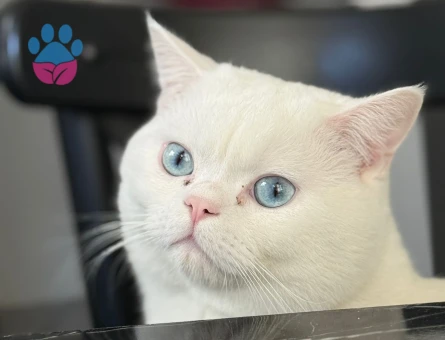 British Shorthair Oğlumuza eş arıyoruz