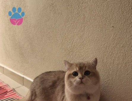 kızgınlıktaki oğluma gelin arıyorum